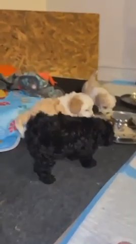Shihpoo Pups 4 Sale in Chicago, Illinois