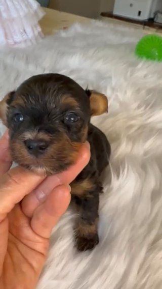 Yorkie boy in Birmingham, Alabama