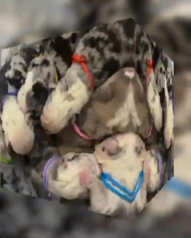 ?❤️ AKC ENGLISH BULLDOG PUPPIES ❤️? in Greenville, South Carolina