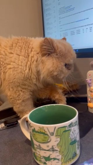 Persian Dollface in Fremont, California