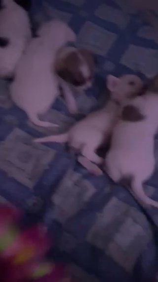 Chorkie Puppies so Adorable in Portsmouth, Virginia