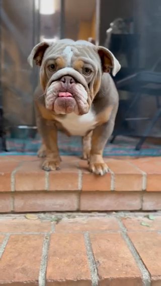 Tater tot ? Lilac Tri English Bulldog in Dallas, Texas