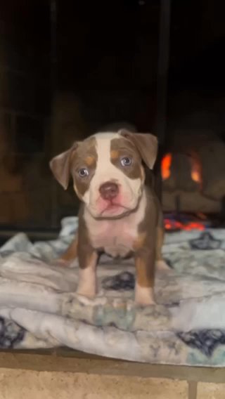 American Bully Xl in Royal Oak, Michigan