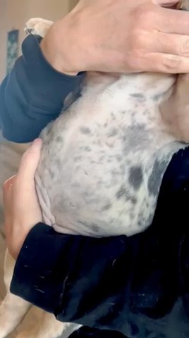 Nova - Blue Tri Merle? in Corpus Christi, Texas