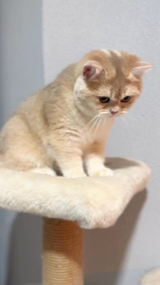 Purebred british shorthair blue golden shell (ay12) in New York City, New York