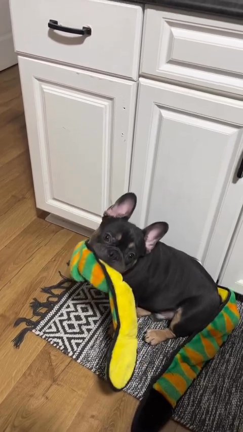 1 year old MALE French bulldog in Jersey City, New Jersey
