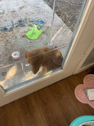 Golden Retriever Female in Bradenton, Florida