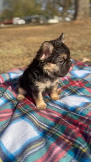 Chocolate Fluffy Big Rope Frenchie Male With Carrying Cream And Pied in Russellville, Arkansas