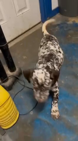 Dalmatian in New York City, New York