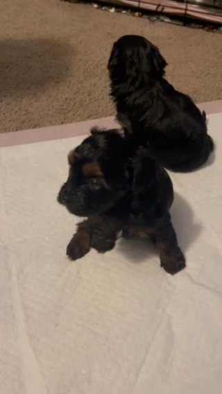 Yorkiepoos in Florence, South Carolina