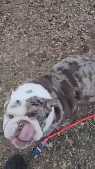 Happy 1 And A Half Year Old Female Bulldog in Chicago, Illinois