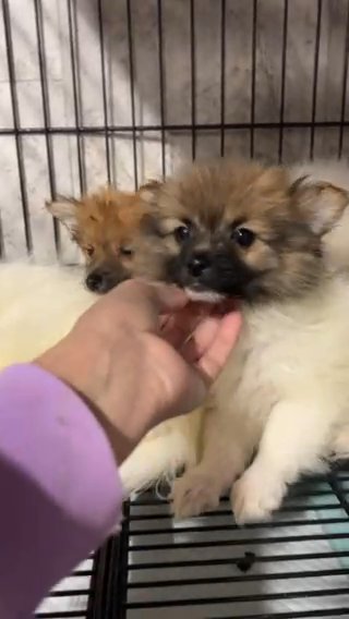 Pomeranians in Fayetteville, North Carolina