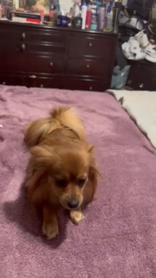Pomeranian T-cup mix in El Cajon, California