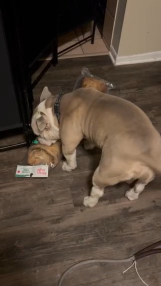 Christmas Gift For Milo in Chicago, Illinois