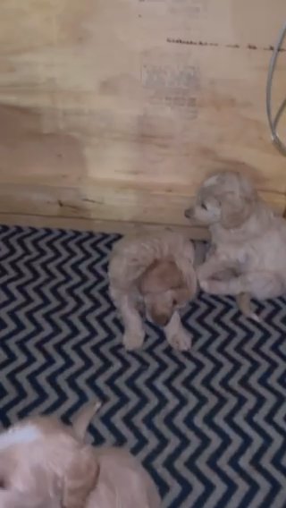 Golden Sheepadoodle Pups! in Bedford, Texas