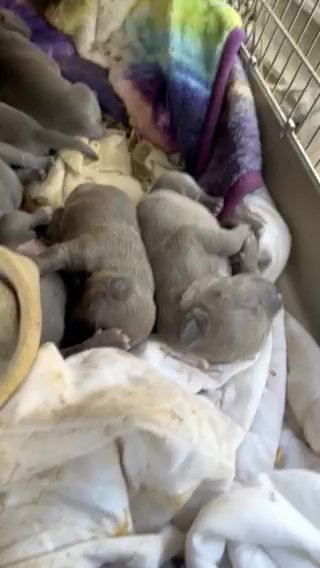 Mexcian Pocket Bullys in Myrtle Beach, South Carolina