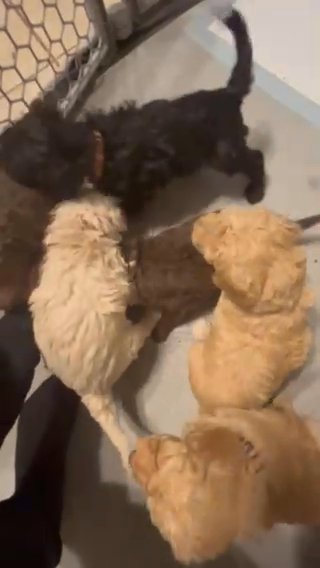 Goldendoodles!!! in Dallas, Texas