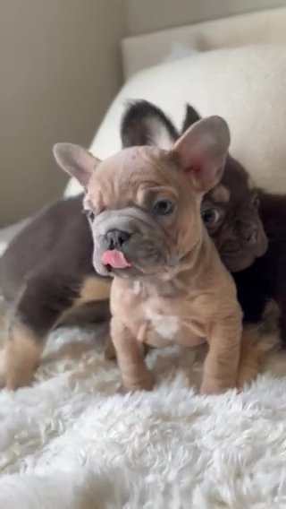 Big Rope Male Puppy in Phoenix, Arizona