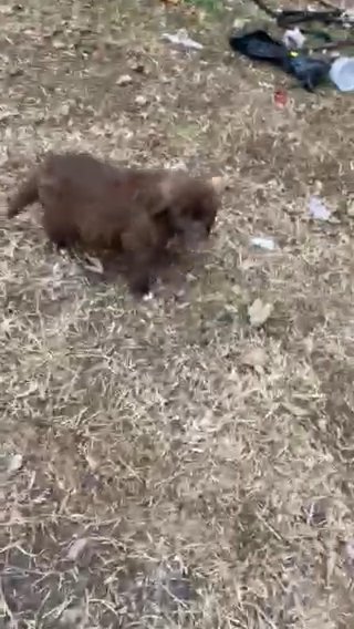 Aussie Doodle/golden Doodle in Searcy, Arkansas