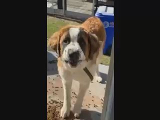 Saint Bernard in Porterville, California