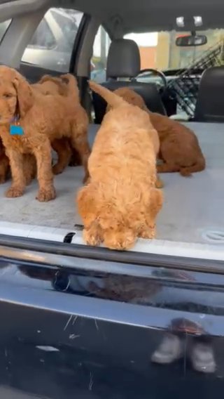 Goldendoodle in Los Angeles, California