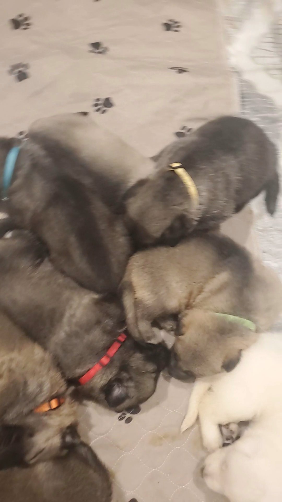 Purebred German Shepherd Puppies in Thomasville, North Carolina