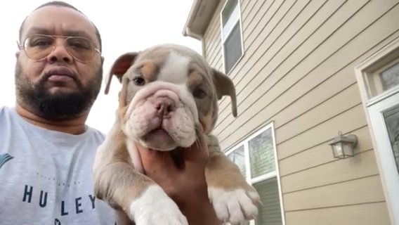 Lilac Tri Puppies! in Lawrenceville, Georgia