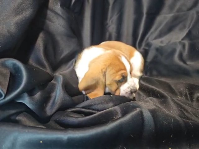 Male Basset Hound in Lebanon, Ohio