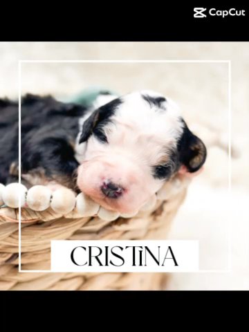 F1 Mini/Medium Bernedoodles in Westfield, Indiana