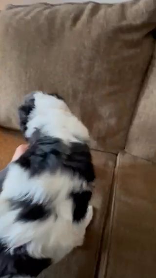 F1B Medium Bernedoodle in Westfield, Indiana