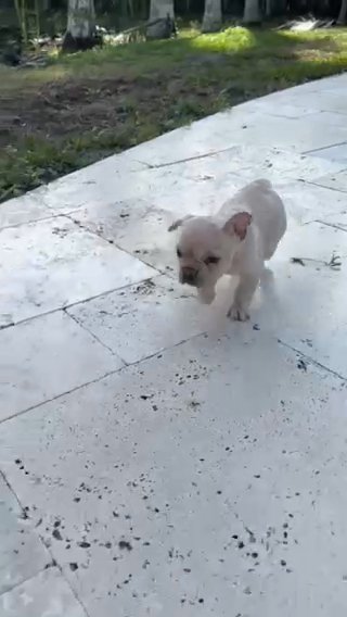 Male French Bulldog in Chicago, Illinois