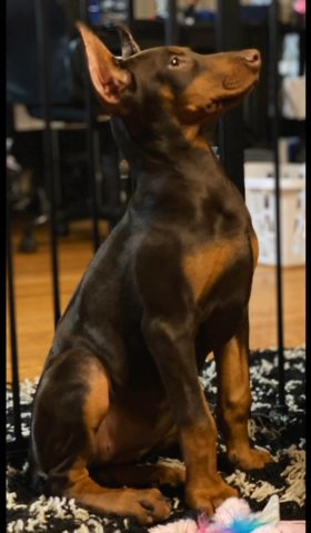 Doberman puppies, Cropped And Docked! in Florence, Kentucky