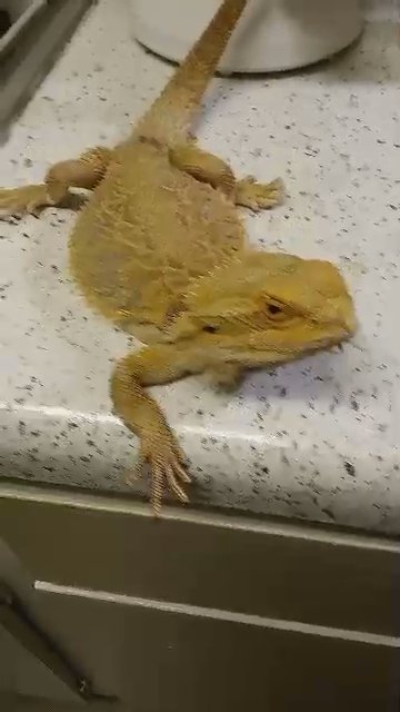 bearded dragons need new home in Colorado Springs, Colorado