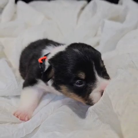 Max, Male Corgi in Lebanon, Ohio