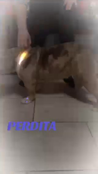 Perdita 1 year old Chocolate Merle Micro Exotic Bully Female in Augusta, Georgia