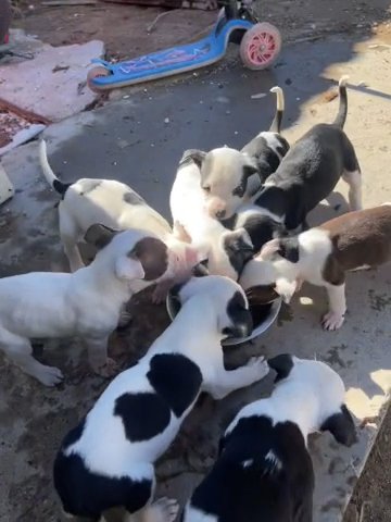 Mixed Blue Nose Bully & Rednose Pitbull in Phoenix, Arizona