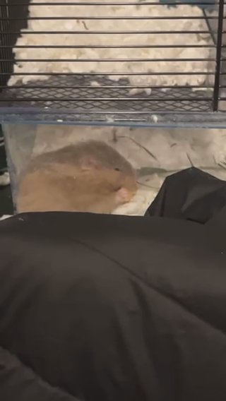 Nugget - The Syrian hamster in Chicago, Illinois