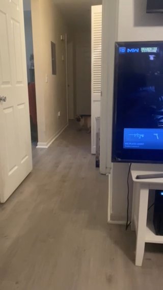 2 Year Old Pug in Orlando, Florida