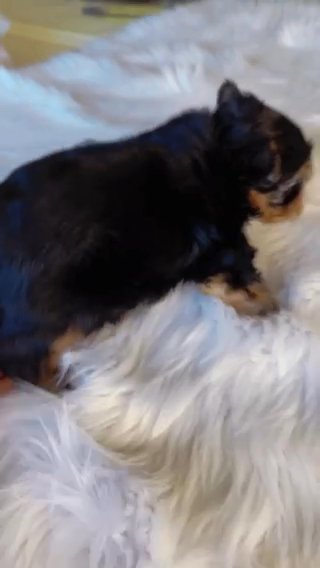 Blueberry yorkie Girl in Birmingham, Alabama
