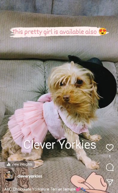 Yorkshire Terriers adult female Clever Yorkies in Riverside, California