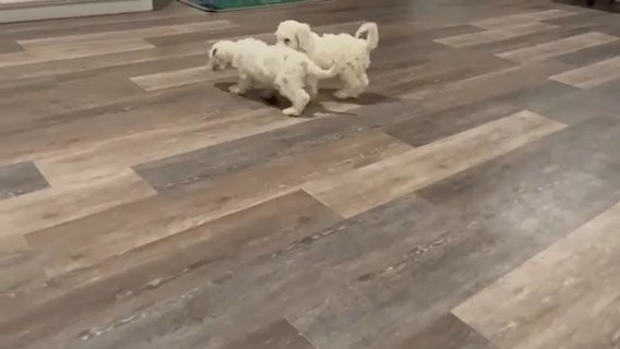 mini goldendoodle in New York City, New York
