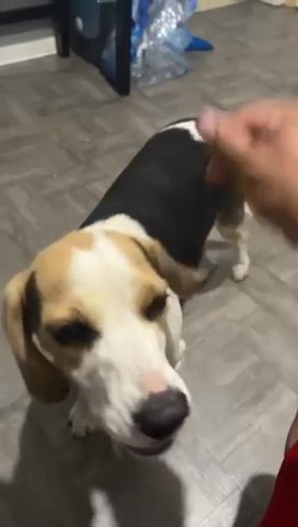 Beagle in Chicago, Illinois