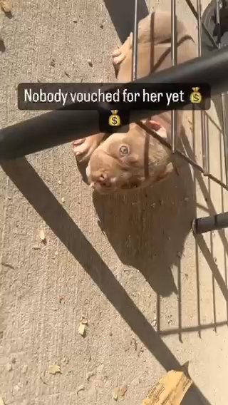 Pocket Bully in Lafayette, Louisiana