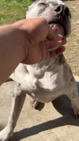 American Bulldogs in New Orleans, Louisiana