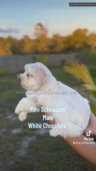 AKC Mini Schnauzer Male White Chocolate in Sebring, Florida