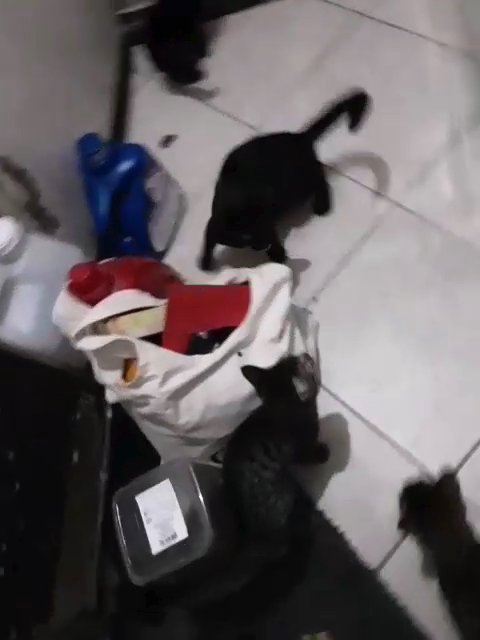 Adopt These Cats.   Adults: 19.99 Kittens: 19.99 in Moreno Valley, California