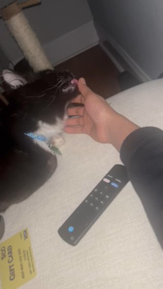Maine Coon For Sale in Dedham, Massachusetts