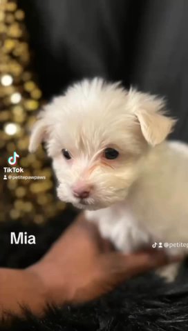 Two Girl Morkies Left in Raleigh, North Carolina