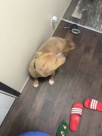 Female Bully Ukc in Indianapolis, Indiana