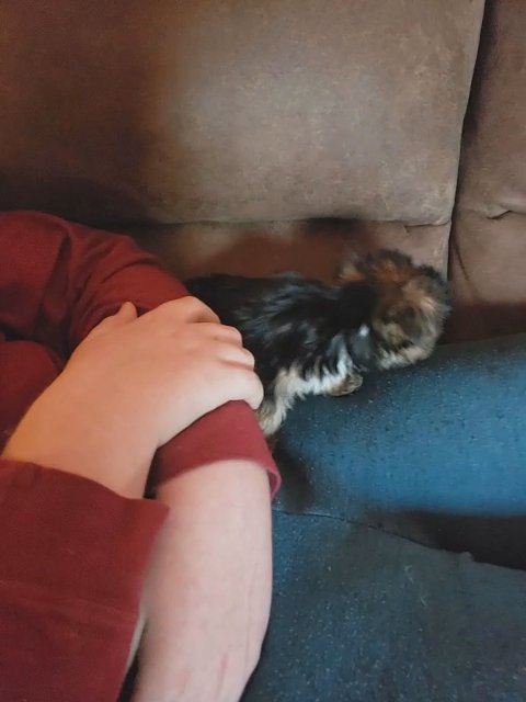 Yorkie in Wichita, Kansas
